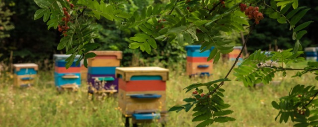 Глава Башкирии Радий Хабиров подписал закон о пчеловодстве